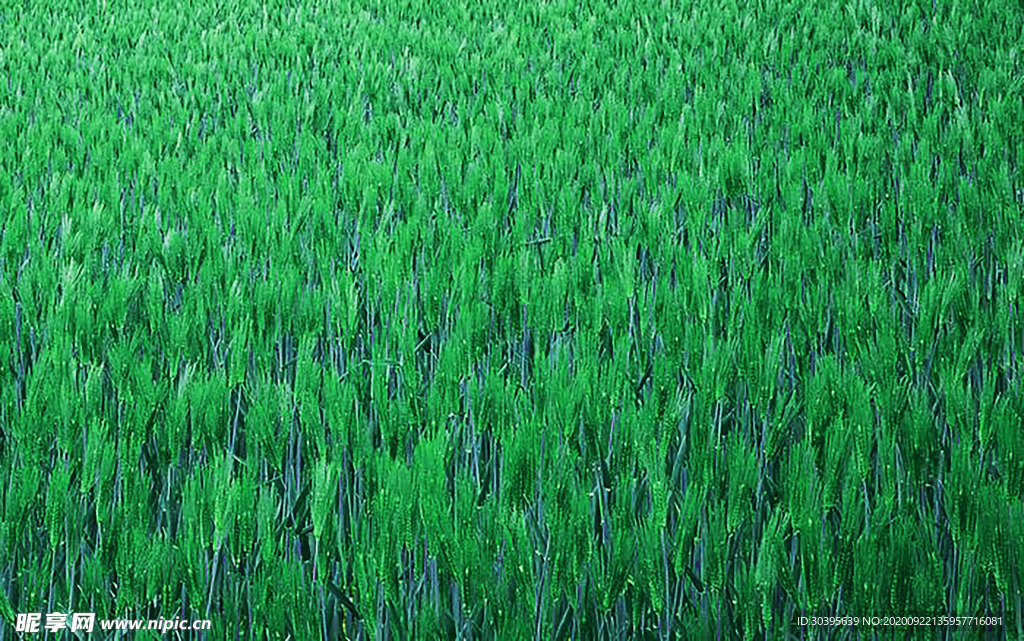 风景