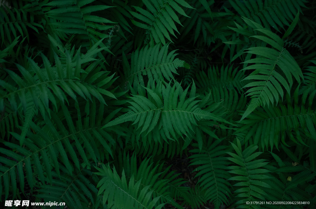 植物