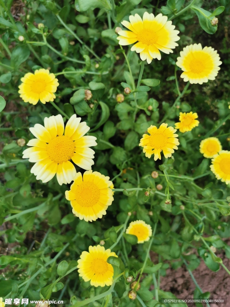 雏菊