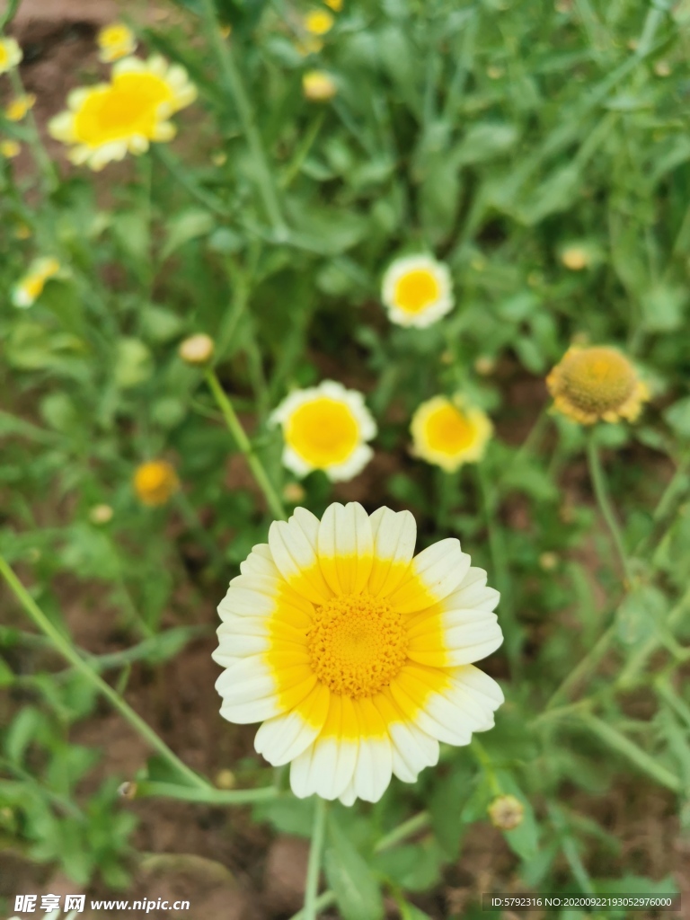菊花