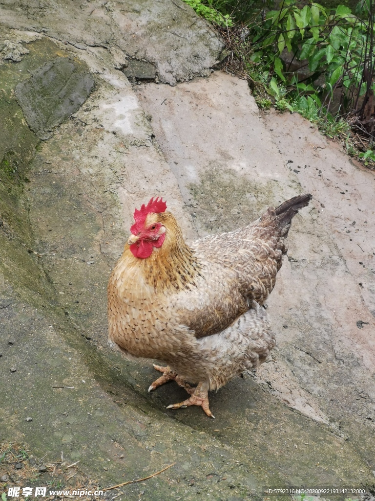 三黄鸡