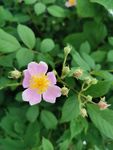 鲜花