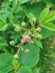 花苞