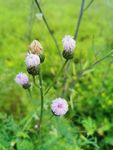 蒲公英花苞
