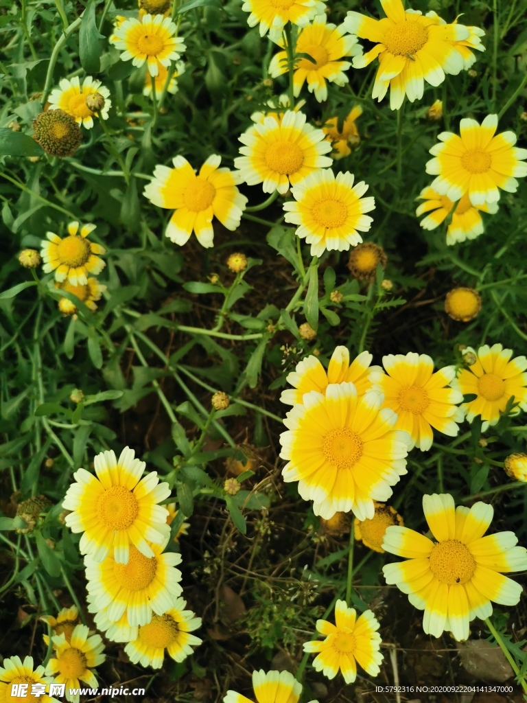 菊花