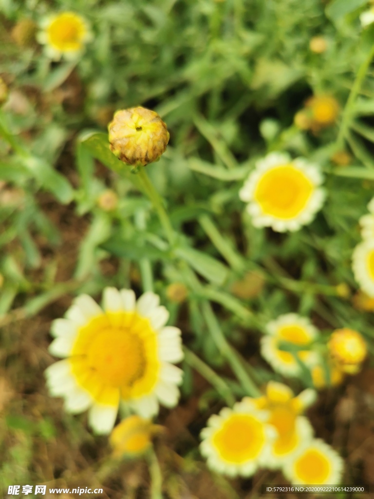菊花