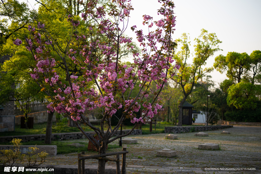 樱花树