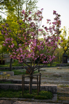 樱花树