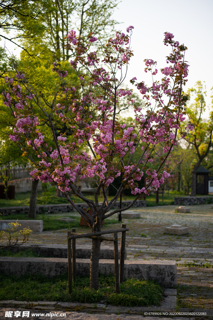 樱花树