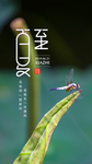 夏至海报