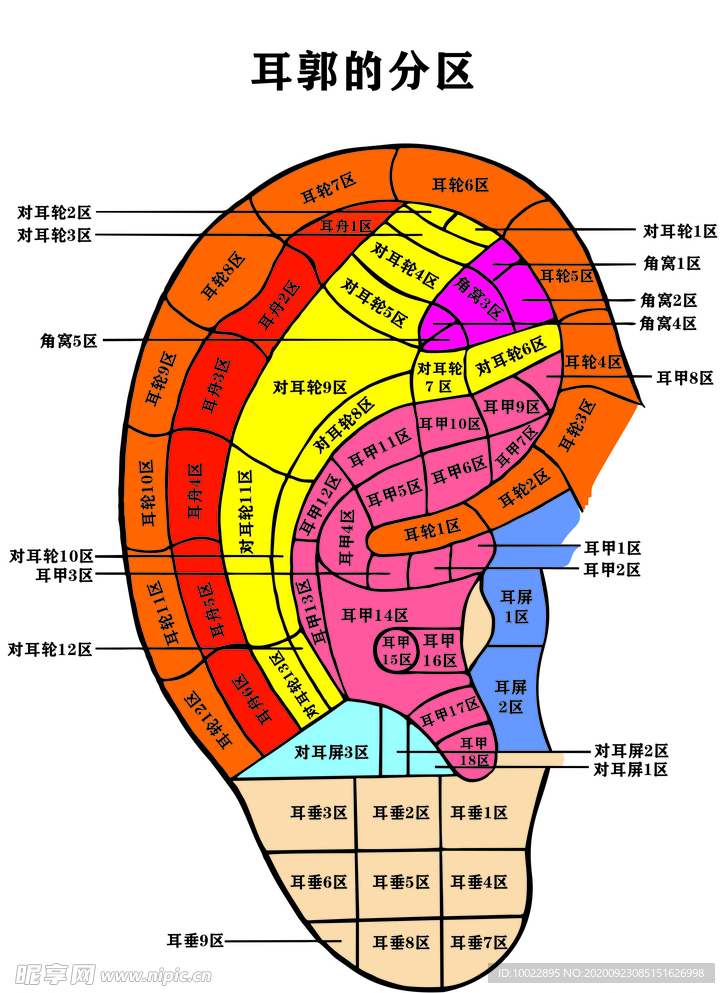 耳郭分区图（未转曲）