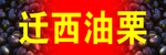迁西油栗