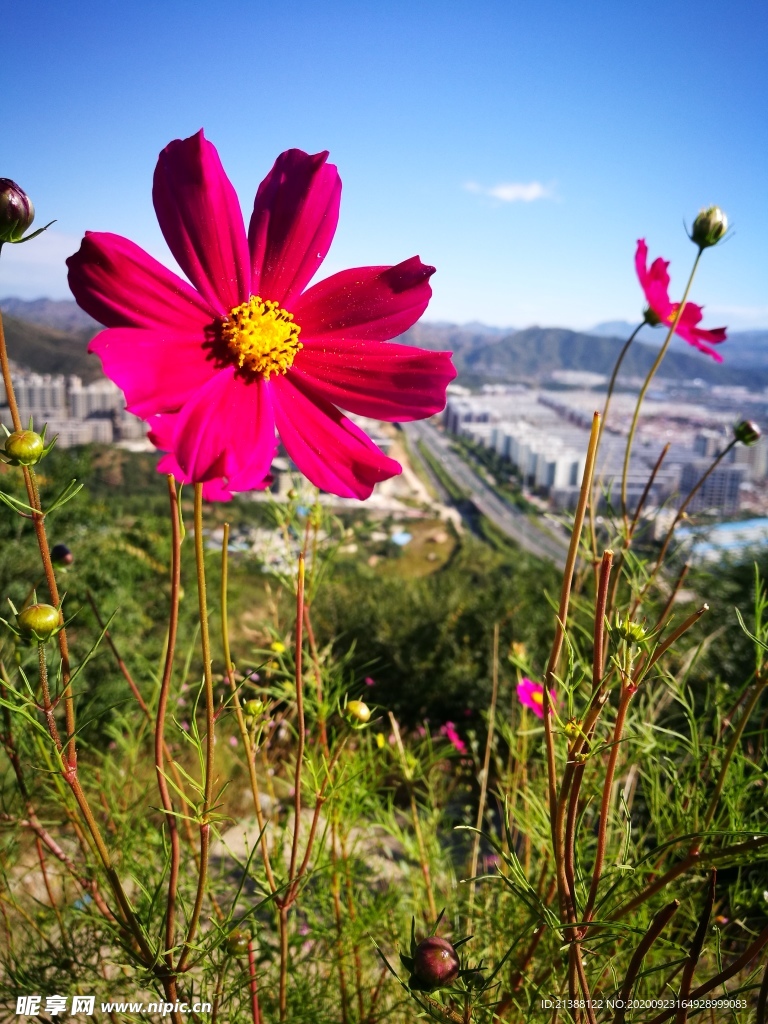 格桑花 格桑梅朵 幸福花波斯菊