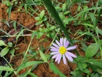 野菊花