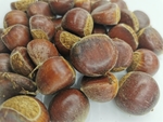 板粟