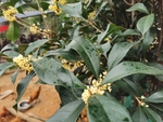桂花