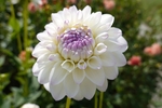 大丽花