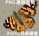 蝴蝶