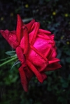 玫瑰花