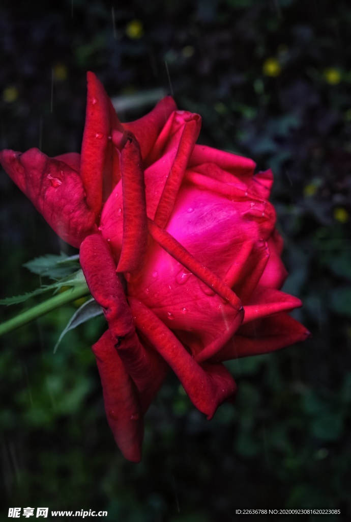 玫瑰花