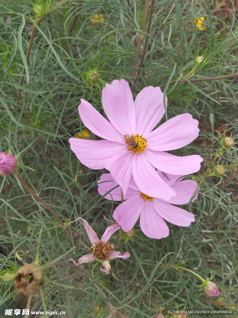 粉色 优美  格桑花