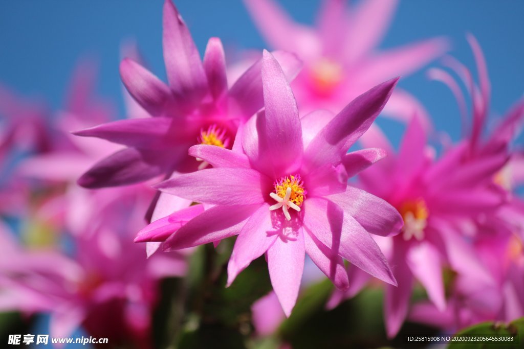 仙人掌花