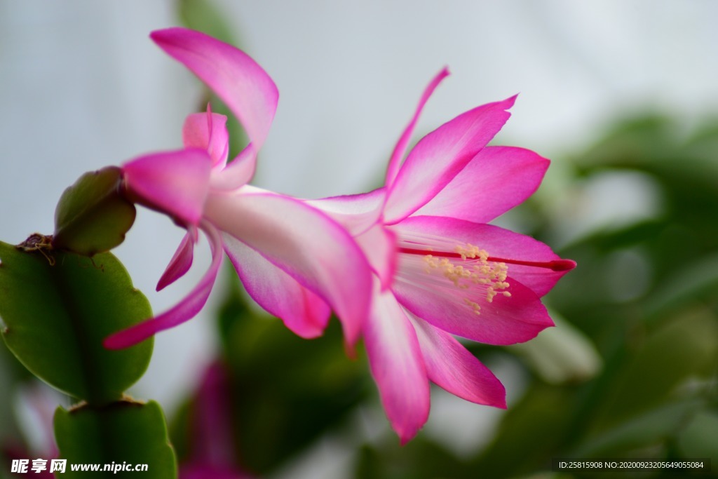 仙人掌花