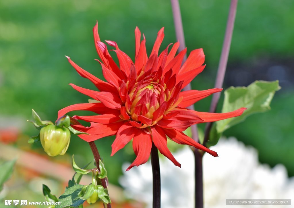 仙人掌花