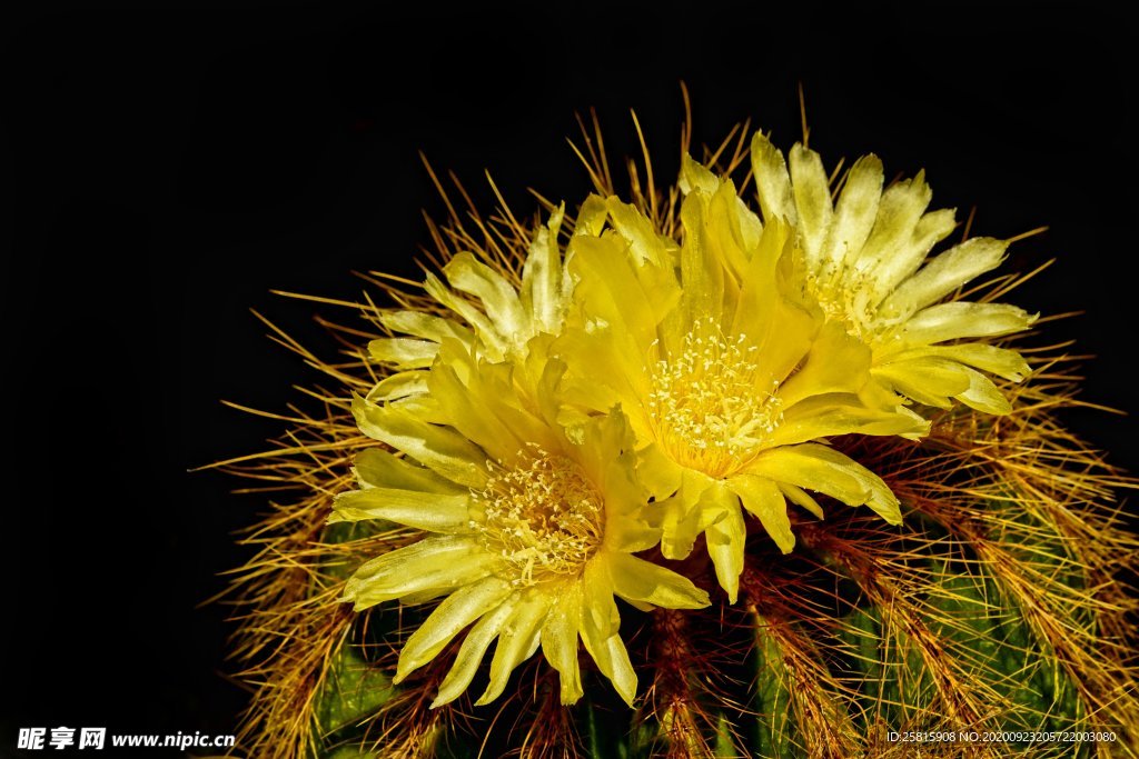 仙人掌花