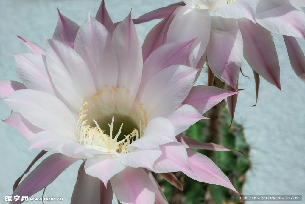 仙人掌花