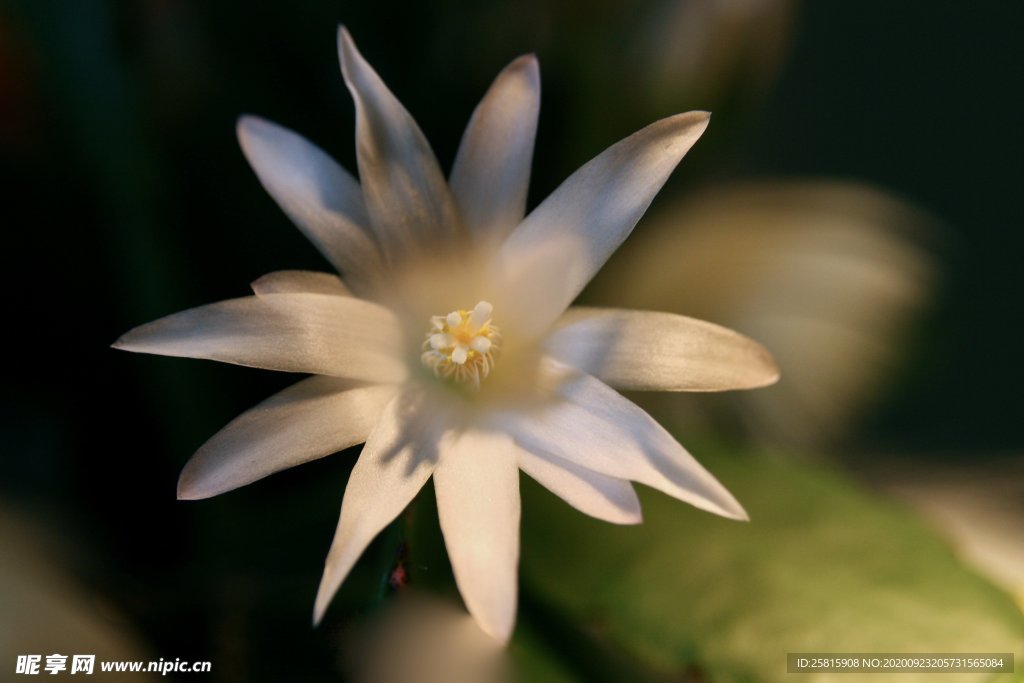 仙人掌花