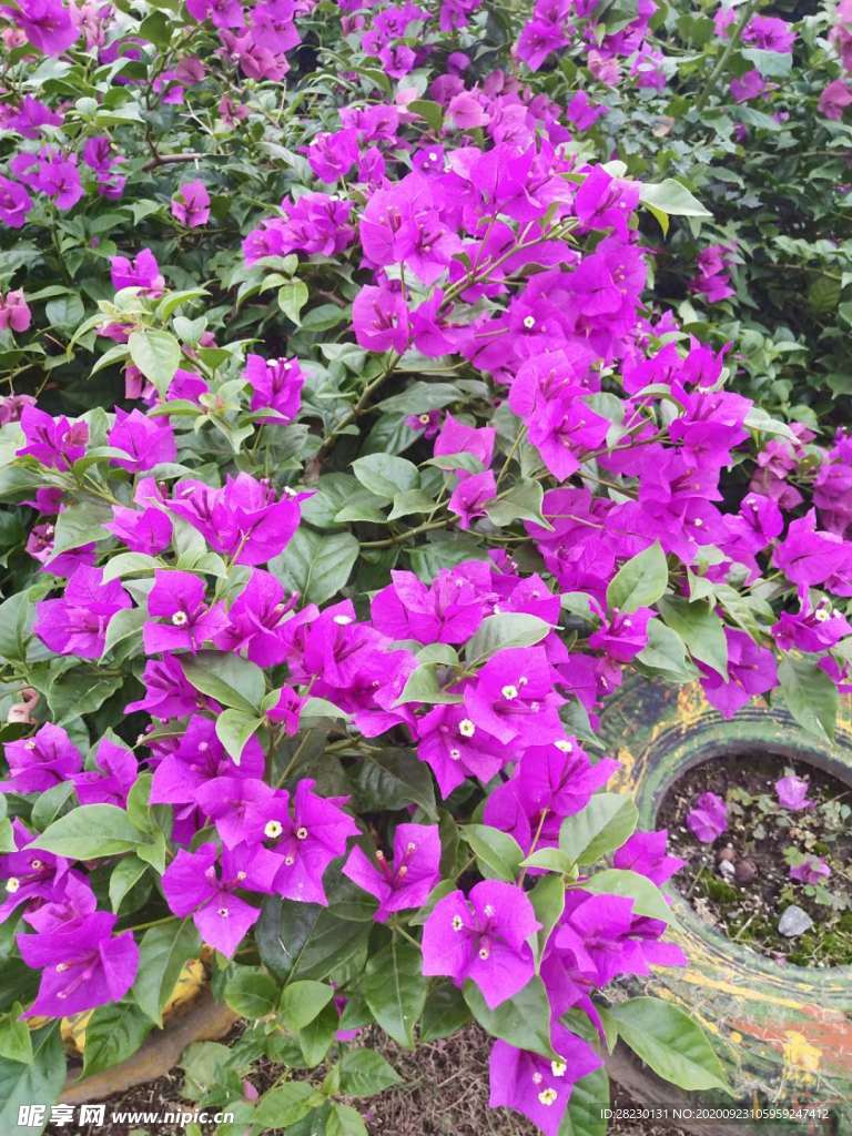 叶子花
