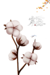 寒露节气
