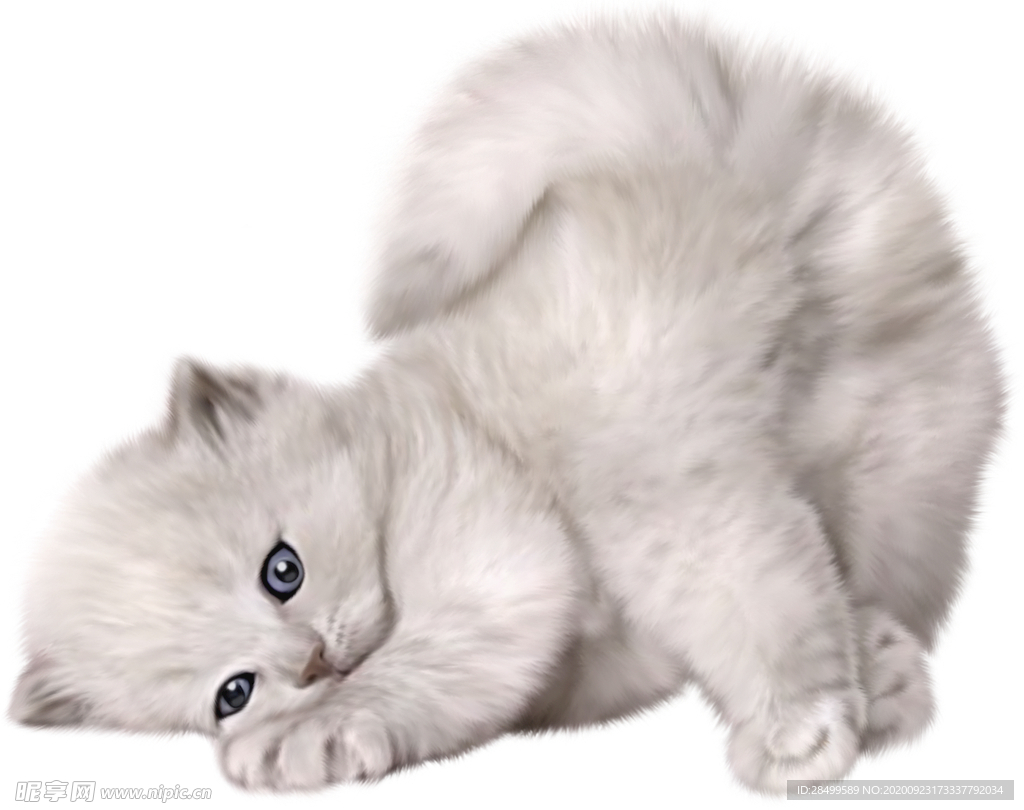 猫
