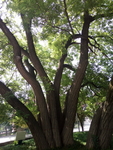大树
