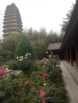 塔