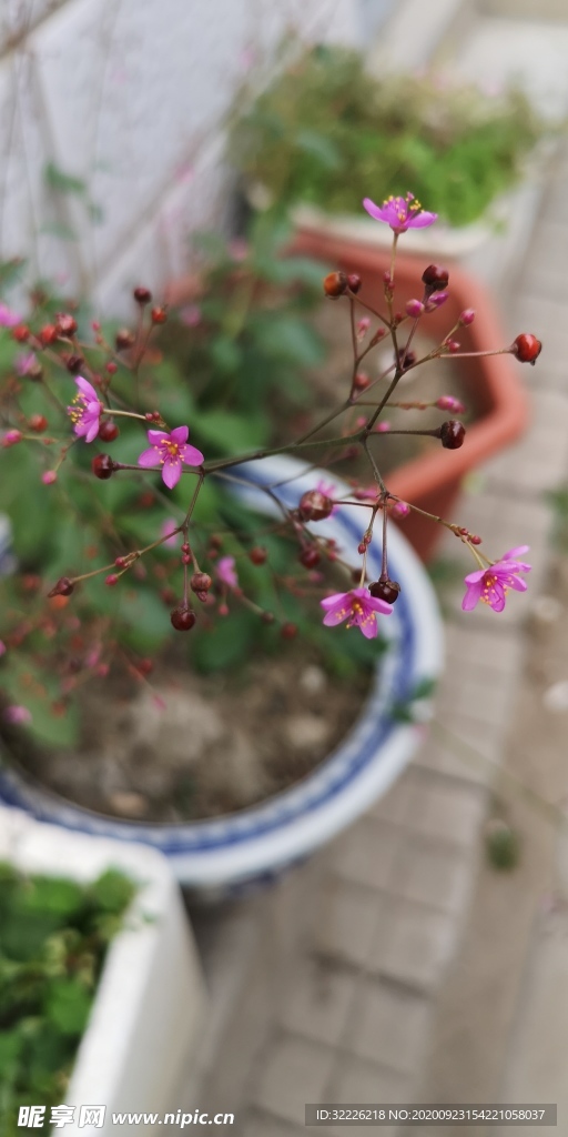 素雅小花背景