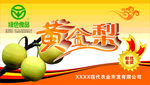 黄金梨