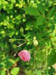 小花