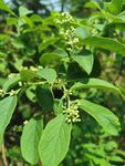 橘子花苞