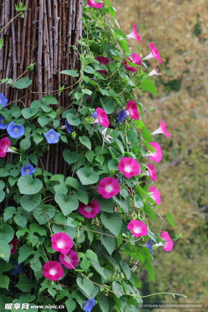 牵牛花