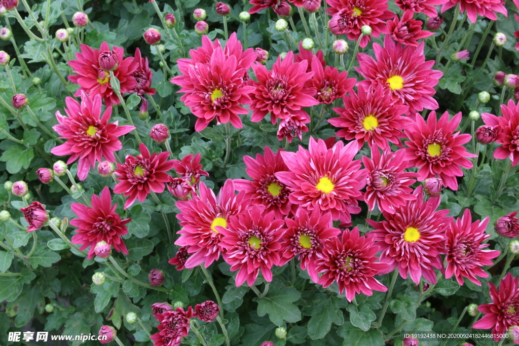 菊花