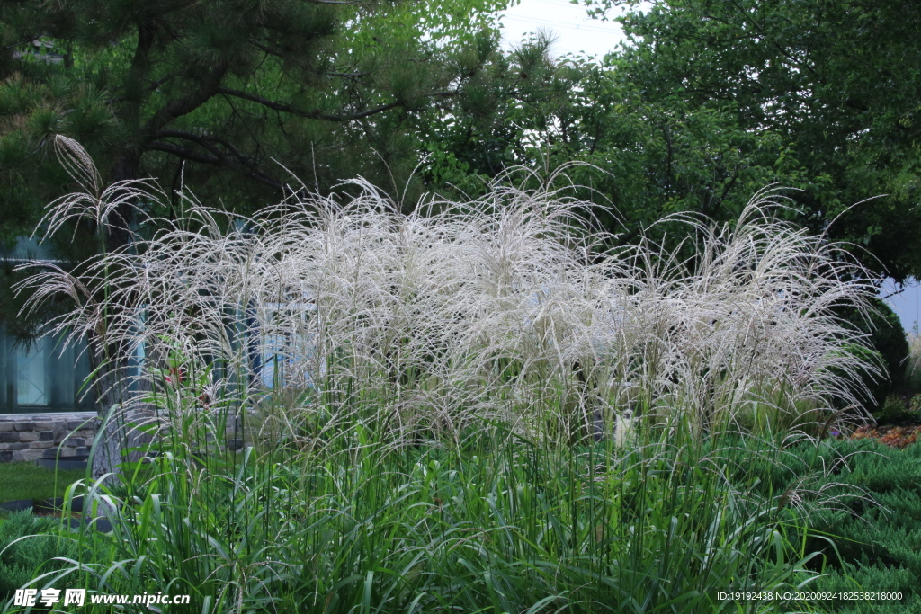 芒草风景