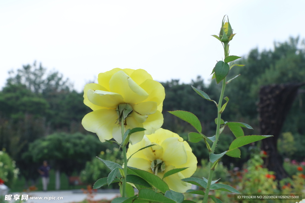 月季残花