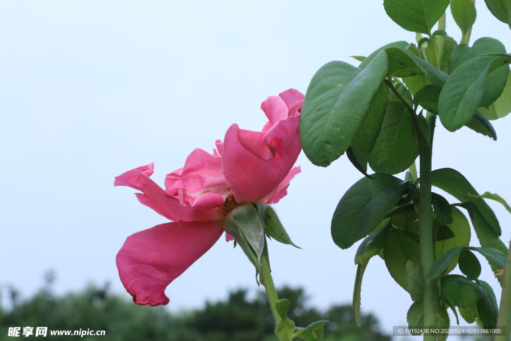 月季残花