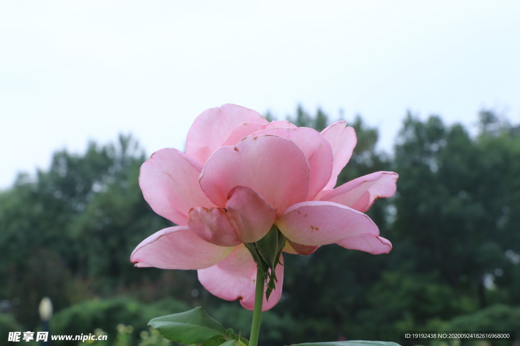 月季残花