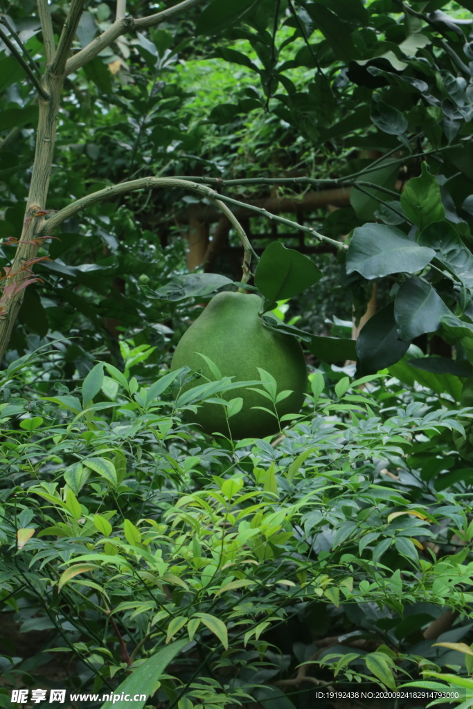 温室风景