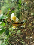 山茶花