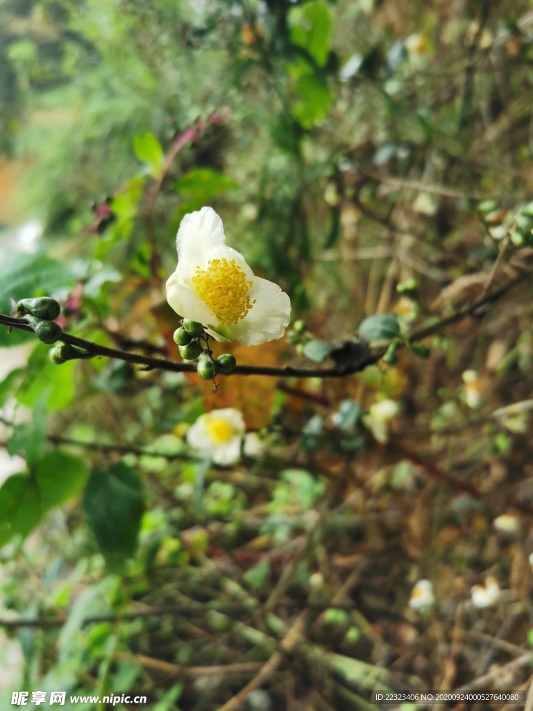 山茶花