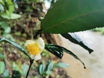 茶花